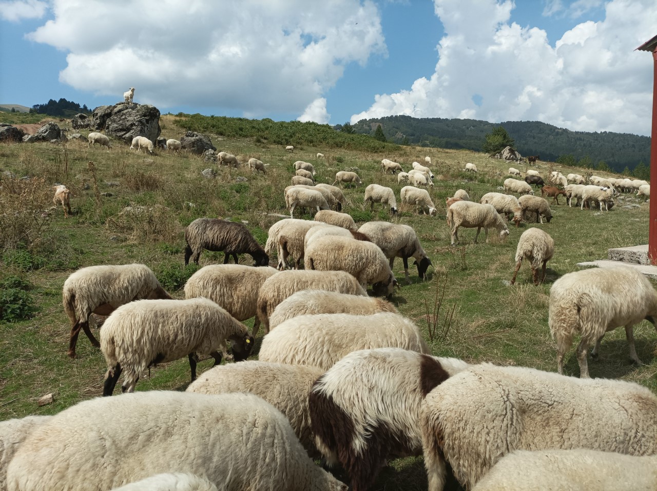 Βολές κατά του Άδωνι Γεωργιάδη από την Ομοσπονδία Κτηνοτρόφων και Κτηνοτροφικών Συλλόγων Θεσσαλίας