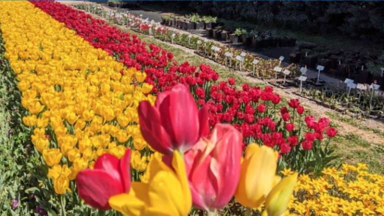 Οι αυτοφυείς τουλίπες της Χαλκιδικής: Το αγαπημένο λουλούδι της Άνοιξης που μαγνητίζει τα βλέμματα