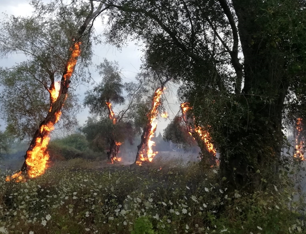 Κέρκυρα: Οδηγίες από την Π.Υ για την αντιπυρική περίοδο