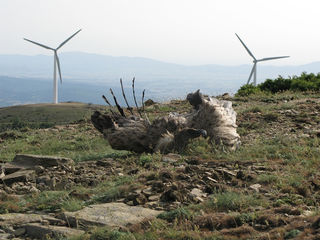 Αντιδράσεις για την εγκατάσταση ανεμογεννητριών στο Εθνικό Πάρκο Δαδιάς