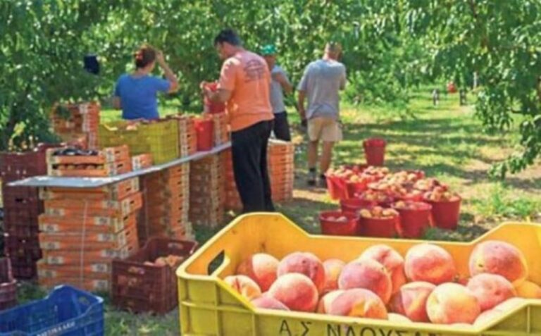 Οι παραγωγοί αναζητούν εργάτες για τα ροδάκινα σε Ινδία, Πακιστάν και Βιετνάμ