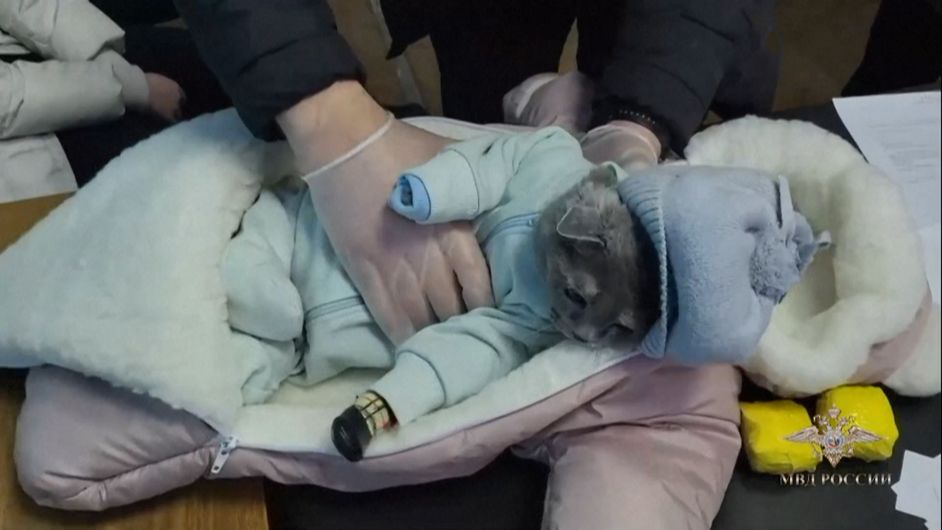 Ρωσία: Γυναίκα συνελήφθη καθώς το «μωρό» που κρατούσε ήταν τελικά ένα γατάκι με ναρκωτικά (video)
