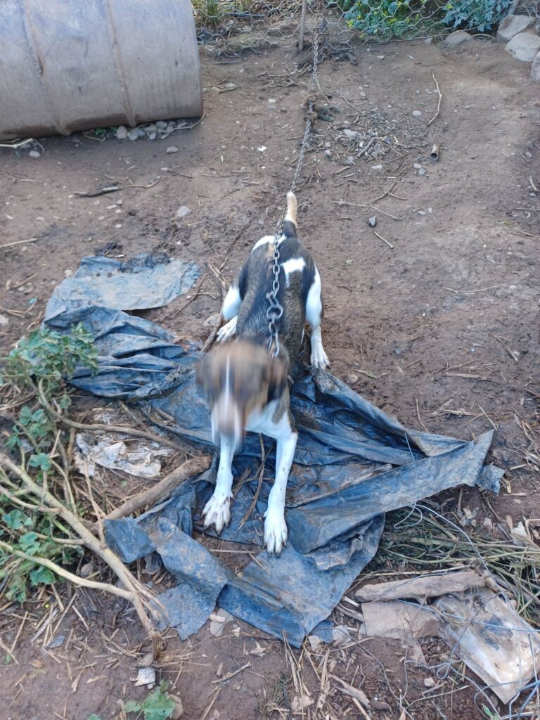 Χανιά: Συγκλονίζουν οι εικόνες από τα κακοποιημένα ζώα σε χωριό του Πλατανιά – Συνελήφθη ο ιδιοκτήτης (photos)