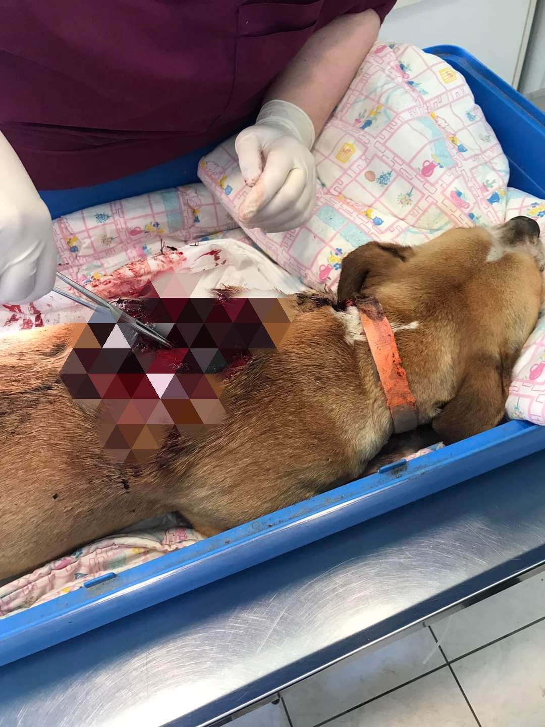 Κτηνωδία στη Λέσβο – Πυροβόλησαν με καραμπίνα αδέσποτο σκύλο