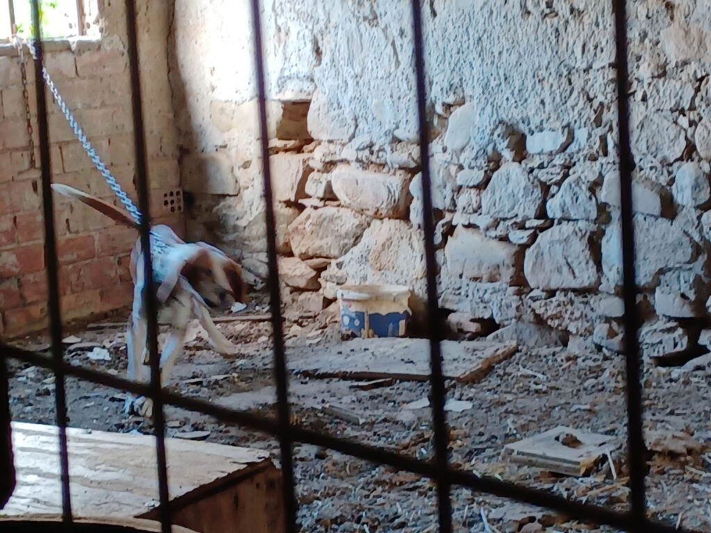 Χανιά: Συγκλονίζουν οι εικόνες από τα κακοποιημένα ζώα σε χωριό του Πλατανιά – Συνελήφθη ο ιδιοκτήτης (photos)