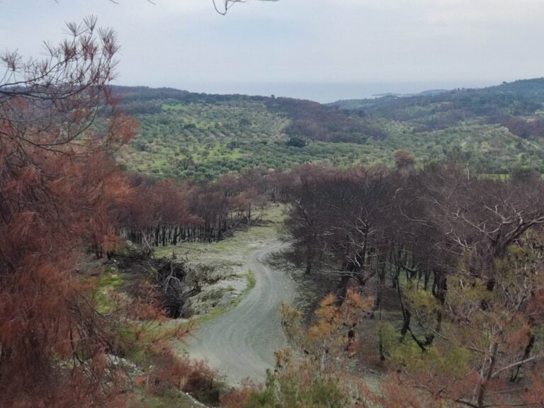 Ποια αντιπλημμυρικά έργα θα γίνουν στα καμένα της Βρίσας