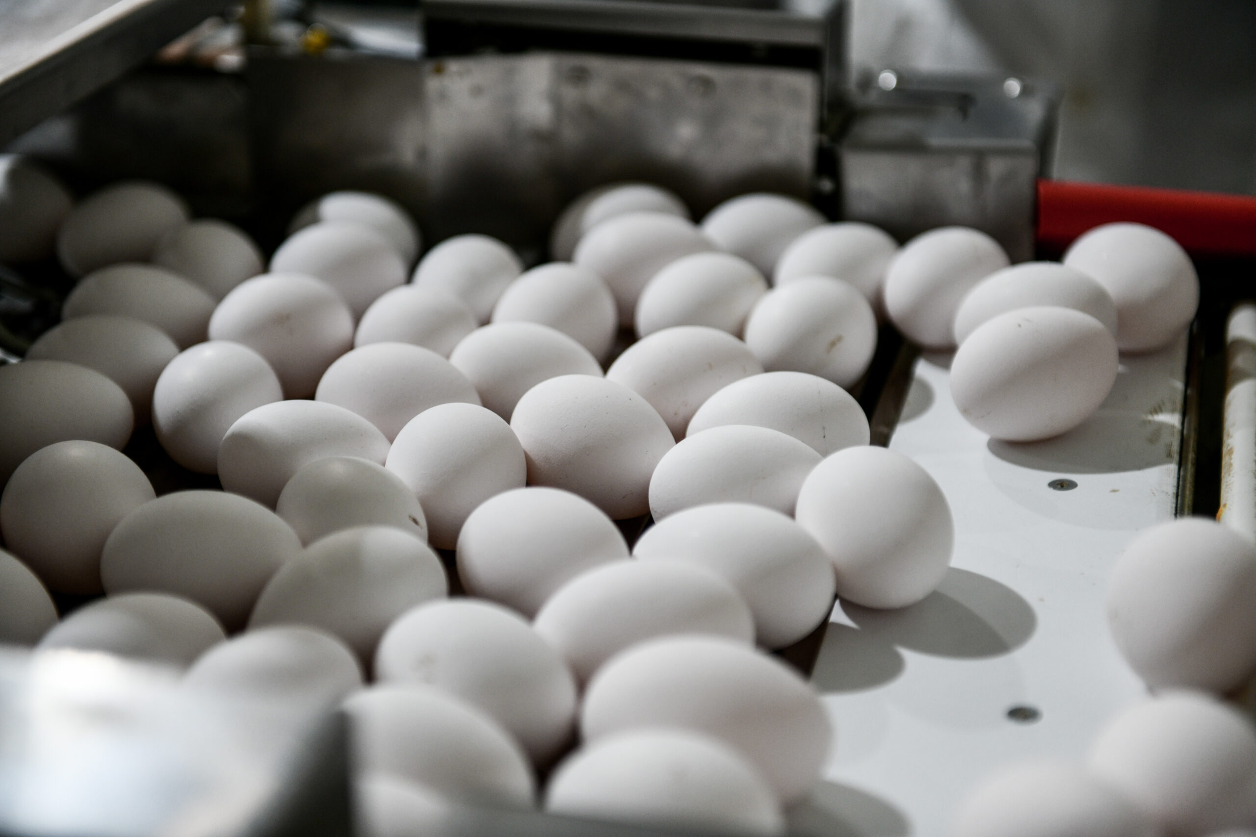 «Μπλόκο» του ΣΔΟΕ σε 302.400 αυγά από τη Βουλγαρία χωρίς σήμανση