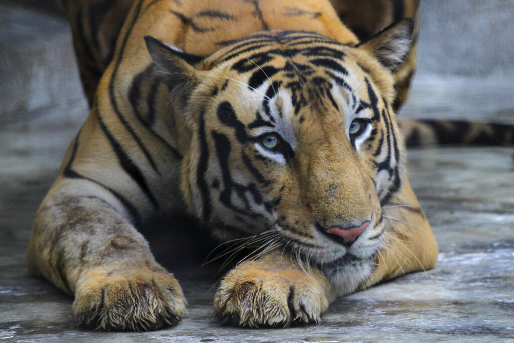 Απαγόρευση κυκλοφορίας σε ινδικά χωριά μετά τις θανατηφόρες επιθέσεις από τίγρεις