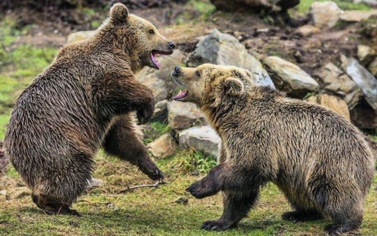 Κοζάνη: Οικογένεια αρκούδων “βγήκε βόλτα” σε απόσταση αναπνοής από τα σπίτια στη Σιάτιστα