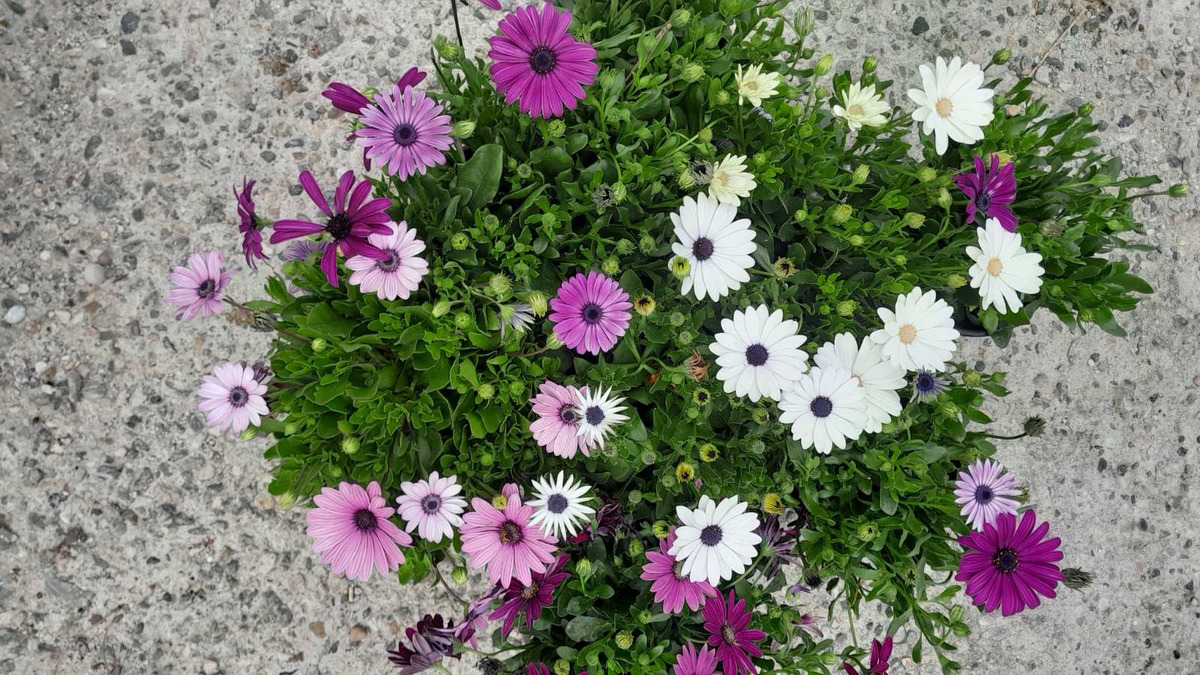 Πρασινίζει και γεμίζει λουλούδια ο δήμος Νεάπολης-Συκεών