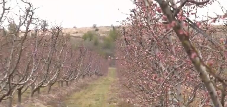 Φλώρινα: Μεγάλες ζημιές στις καλλιέργειες ροδάκινου από τον…ανοιξιάτικο παγετό