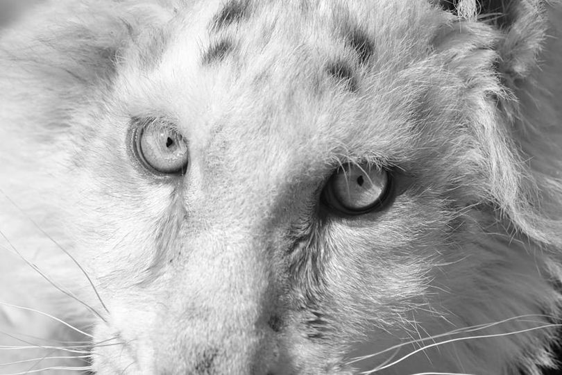TIGR;AKI
