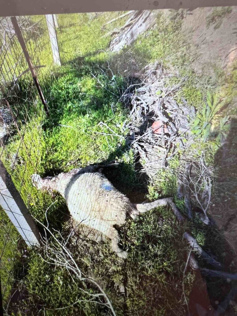 Σκυλιά κατασπάραξαν πρόβατα στη Βροχίτσα