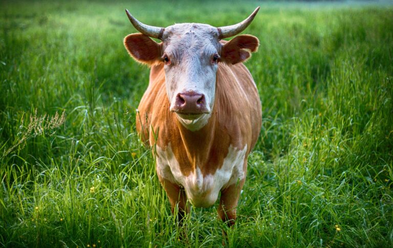Ένθετο Περιβάλλον: Οι αγελάδες αλλάζουν διαιτολόγιο για να σώσουν το κλίμα