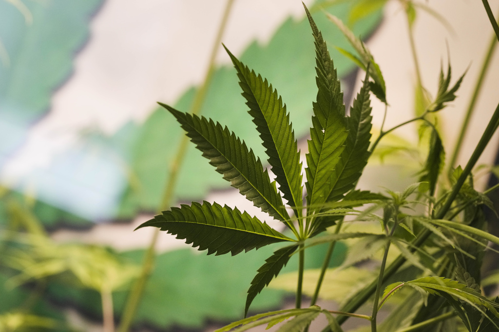 Germany Cannabis