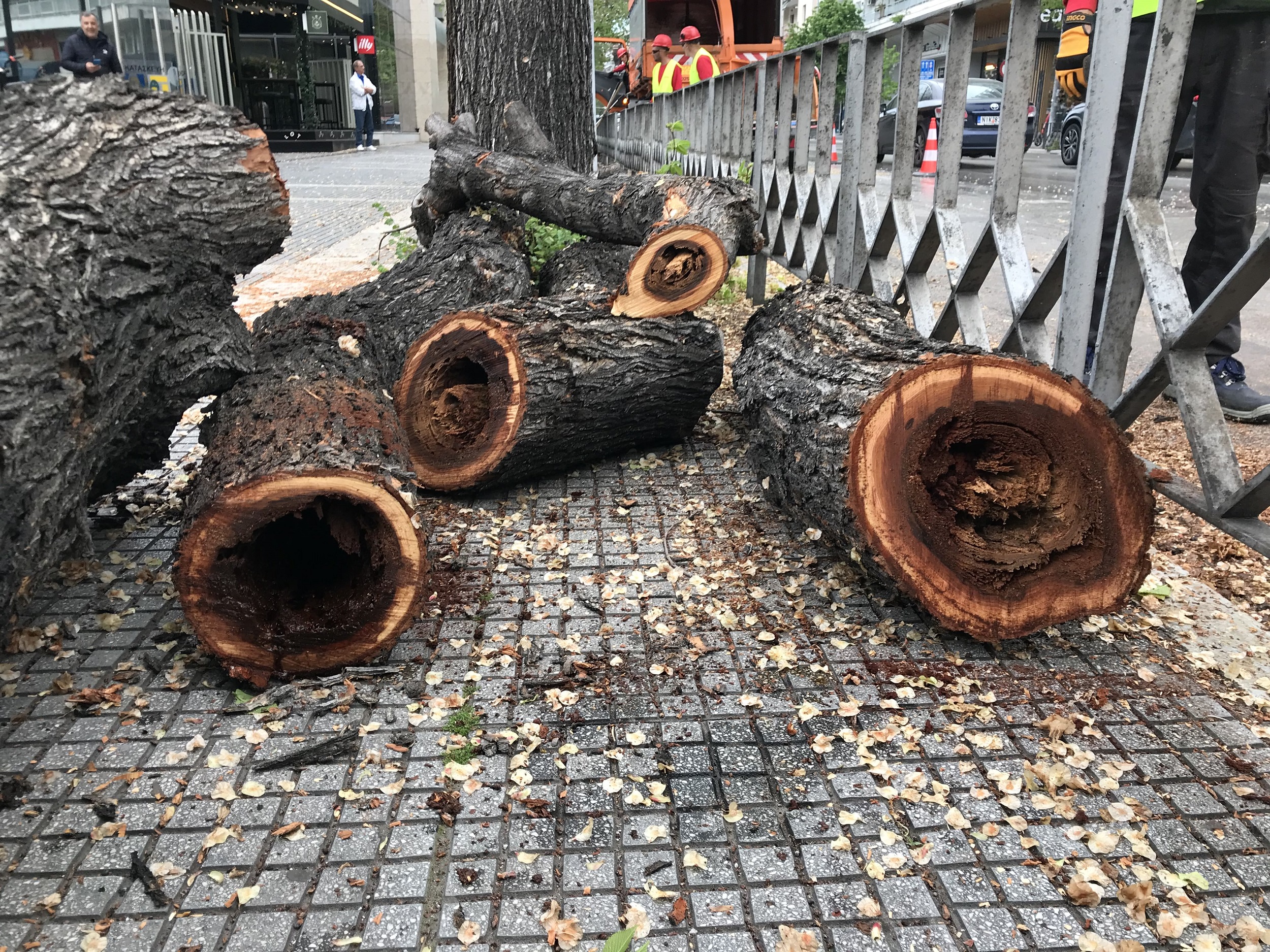 Θεσσαλονίκη: Ξεκίνησε η αντικατάσταση των άρρωστων δέντρων της οδού Τσιμισκή