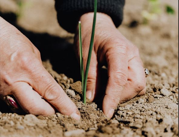 FAO: Σημαντικές οι ανισότητες που υφίστανται οι γυναίκες στον αγροδιατροφικό τομέα