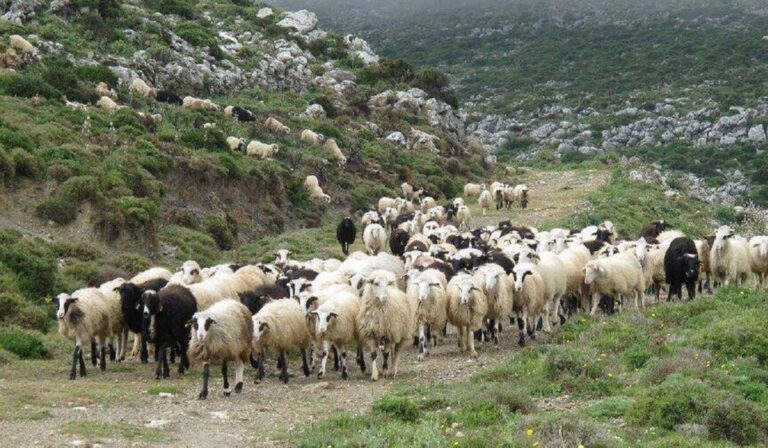 Κτηνοτρόφοι Νάξου: Διαμαρτύρονται έντονα για τις τιμές στο αρνί – Ζητούν επιδότηση
