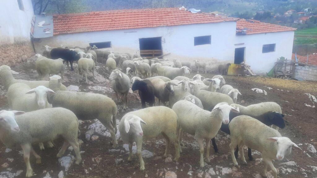 Τιμή 10 ευρώ ζητούν οι κτηνοτρόφοι της Κοζάνης για τα αμνοερίφια ενόψει Πάσχα (video)