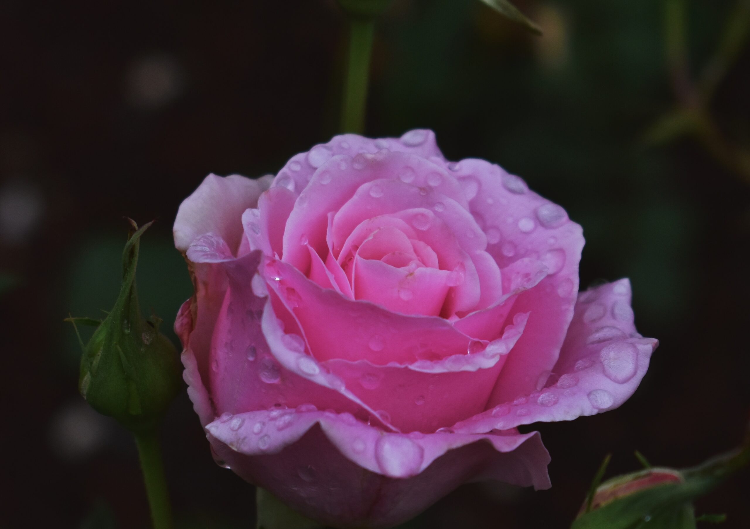 pexels-ilias-from-ilipily-129295301