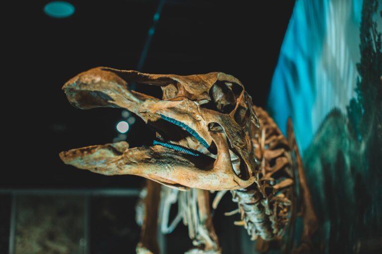Ζυρίχη: Σκελετός Τυραννόσαυρου Ρεξ πουλήθηκε σε δημοπρασία έναντι 5,6 εκατ. ευρώ 