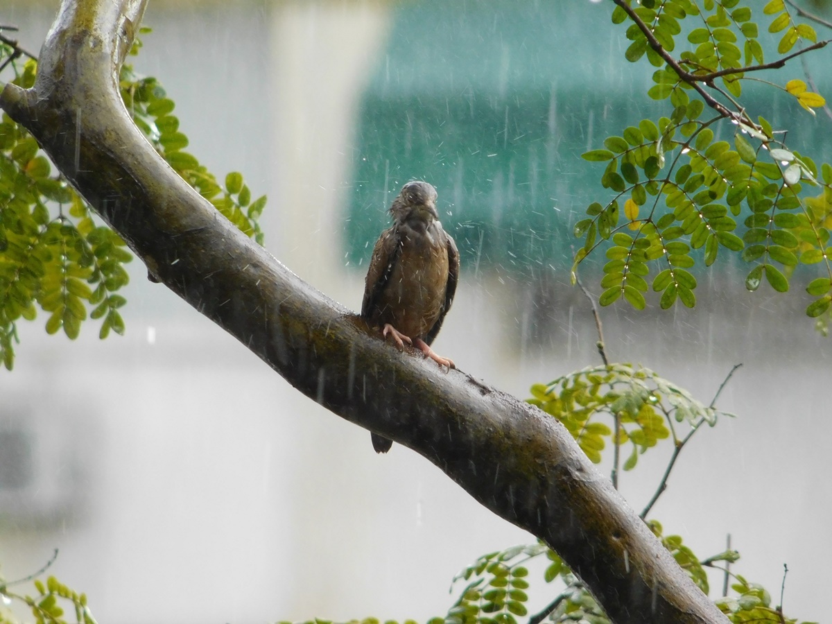 Ο καιρός με τον Π. Γιαννόπουλο: Παραμένει άστατος με βροχές και τοπικές καταιγίδες