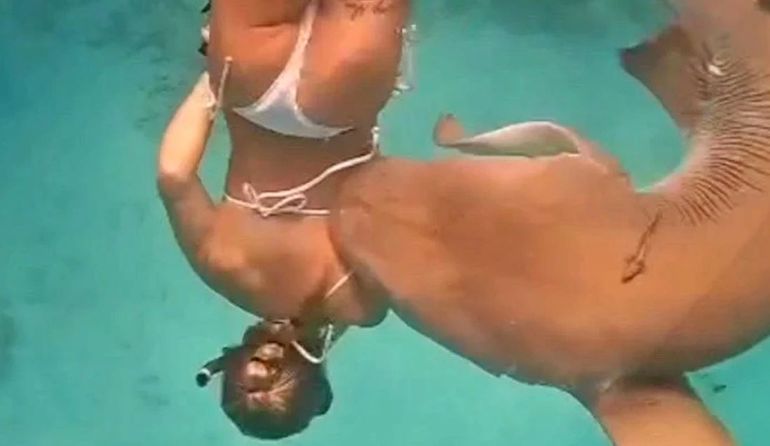 shark