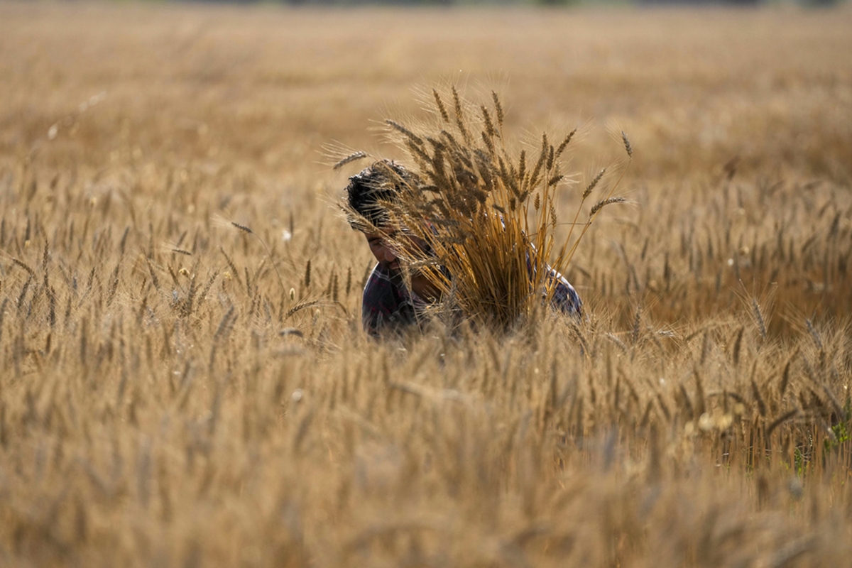 India Agriculture