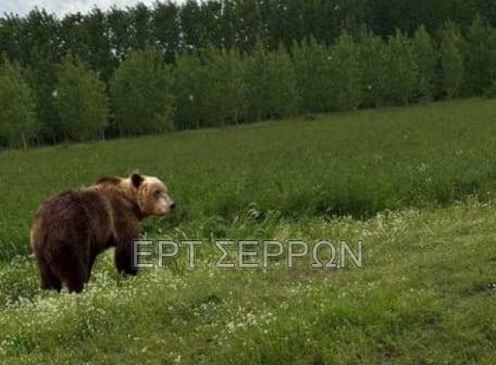 Σέρρες: Εντοπίστηκε αρκούδα έξω από τα Χρυσοχώραφα (φωτο)