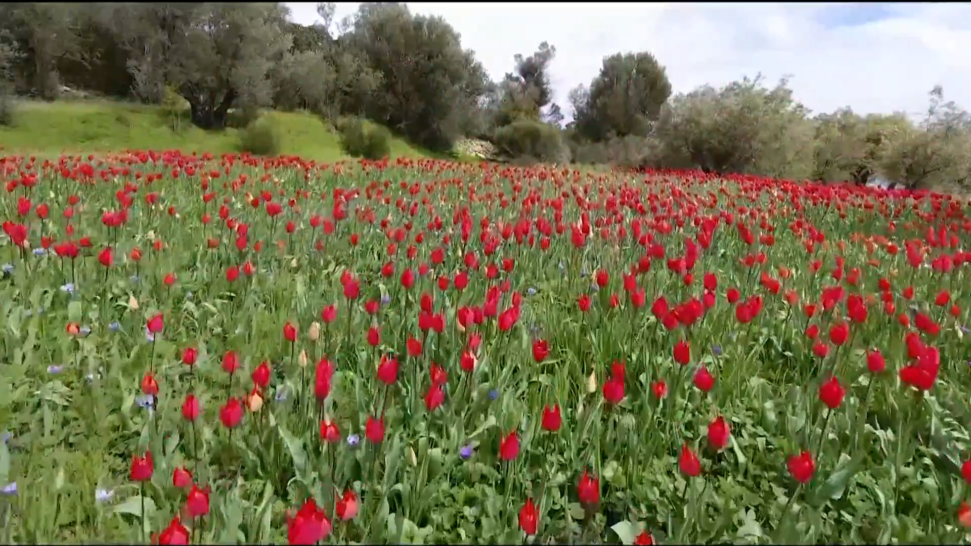 Ένθετο Τουρισμός: Λαλάδες, το κόκκινο χαλί της Χίου