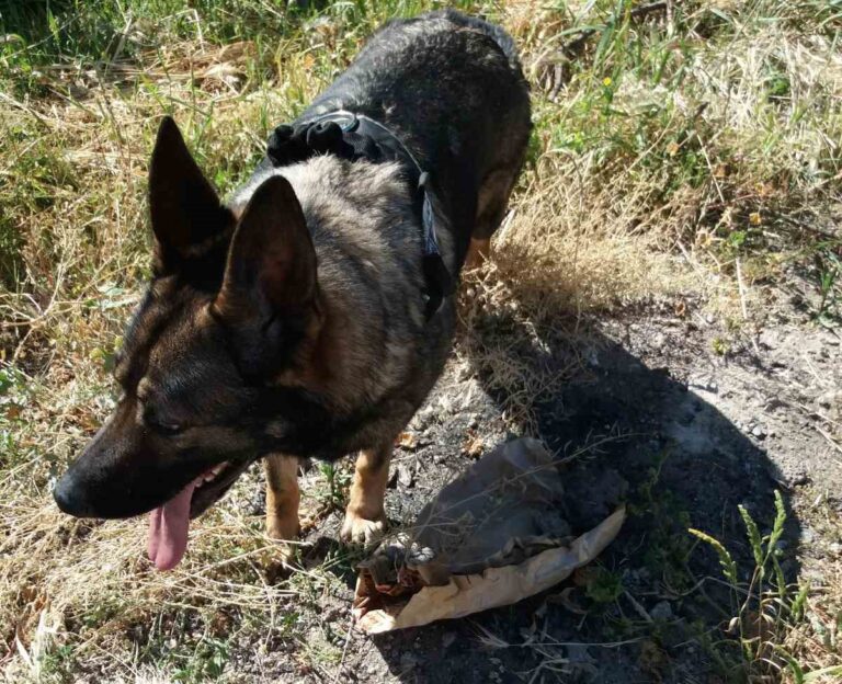 Ηράκλειο: Φρίκη από την ομαδική θανάτωση σκυλιών με φόλες στο Τυμπάκι