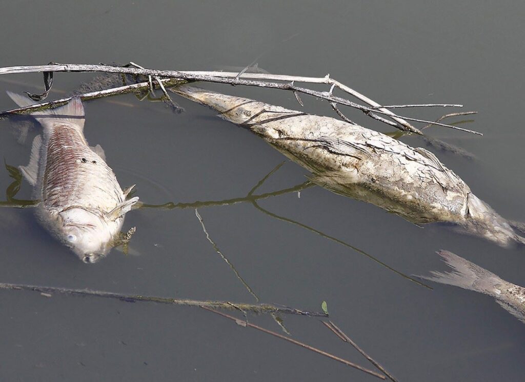 Συναγερμός για τα νεκρά ψάρια στην Λίμνη Κάρλα
