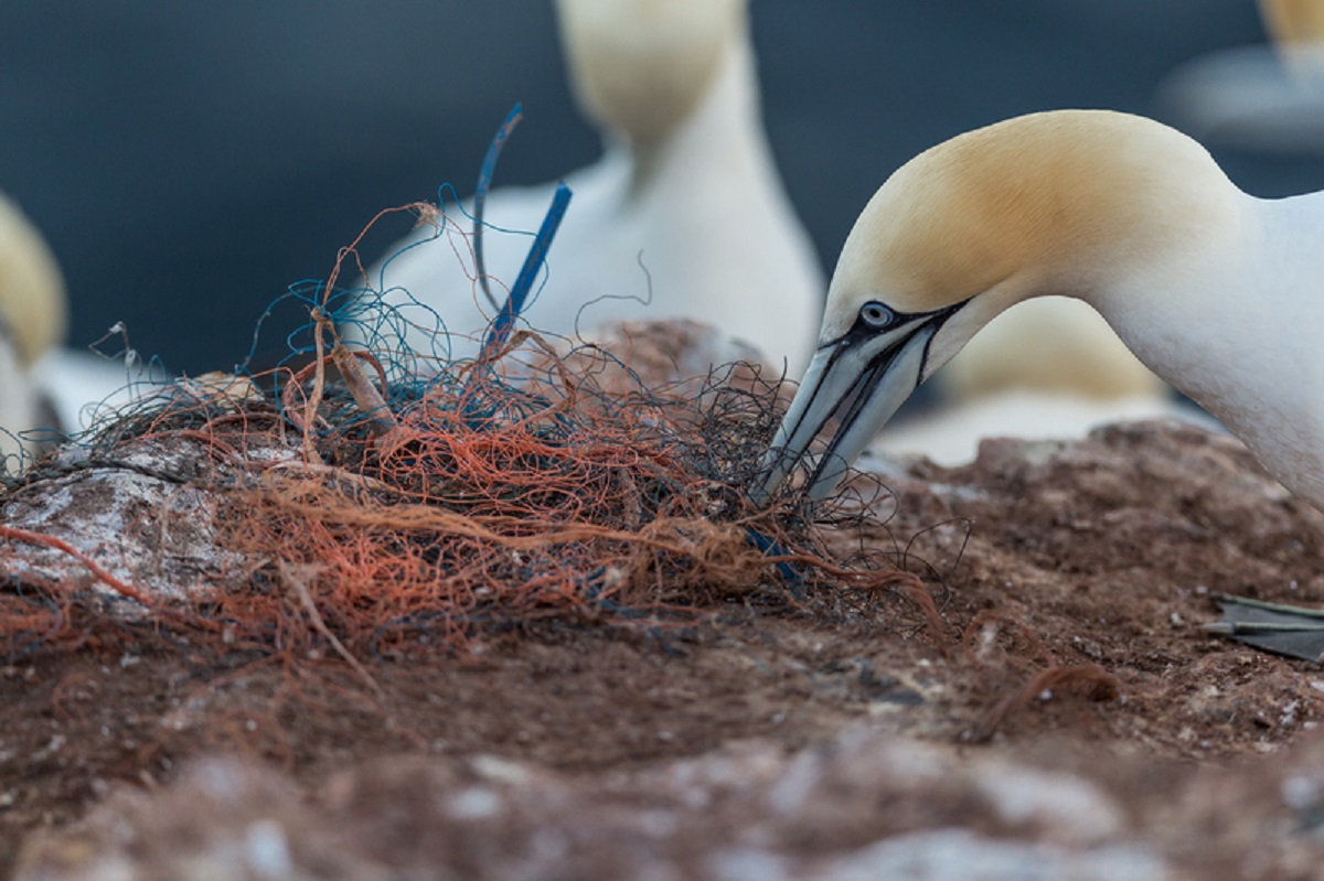 Gannets on Heligoland with Plastic WasteBasstoelpel auf Helgoland mit Plastikmuell