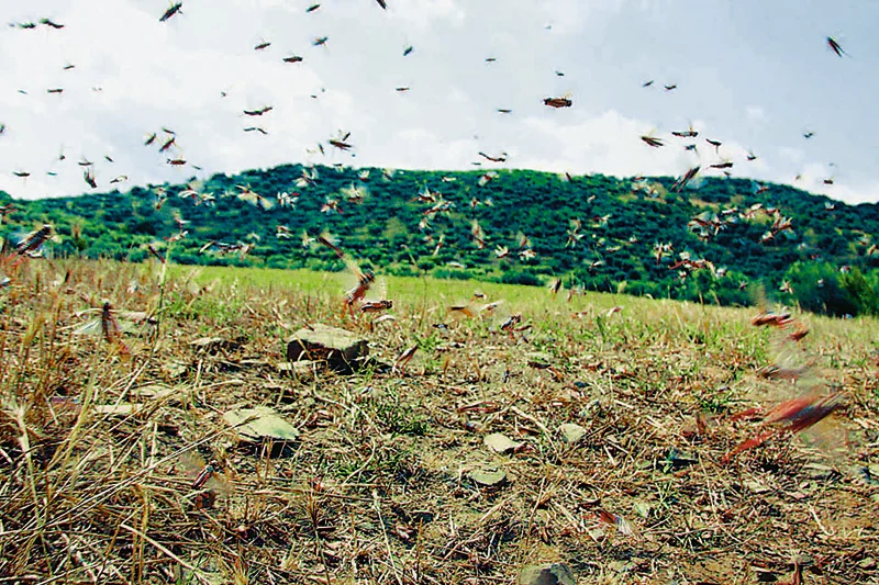 Επιδρομή από ακρίδες καταγράφεται και φέτος σε περιοχές της Ροδόπης