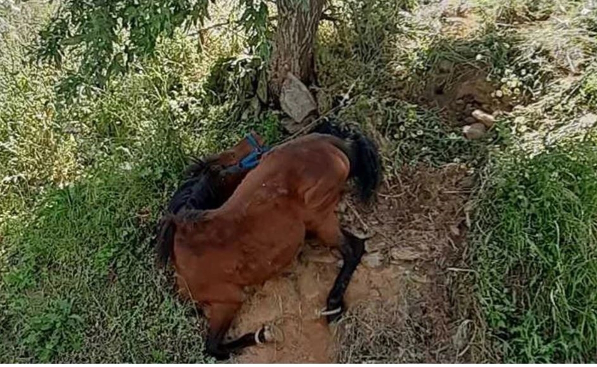 Άγρια κακοποίηση αλόγου στη Τζια – Συνελήφθη ο ιδιοκτήτης