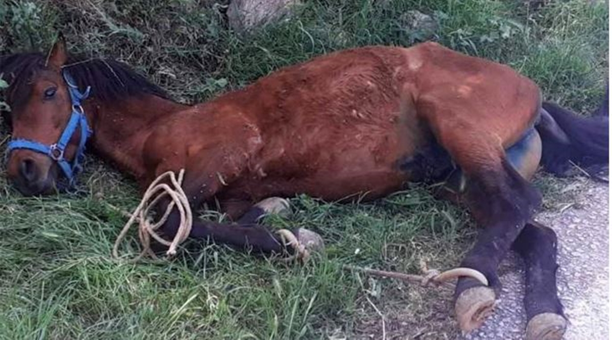 Συνταράσσουν τα δύο νέα περιστατικά κακοποίησης ζώων σε Τζιά και Ύδρα – Διώξεις και πρόστιμα στους δράστες