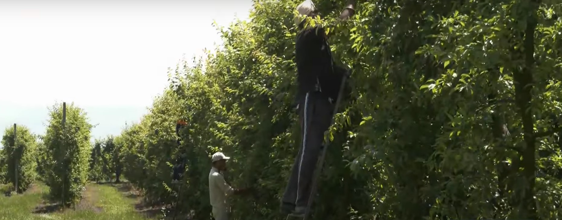 Βόρεια Ελλάδα: Έφτασαν οι πρώτοι ξένοι εργάτες από την Ασία και την Αίγυπτο