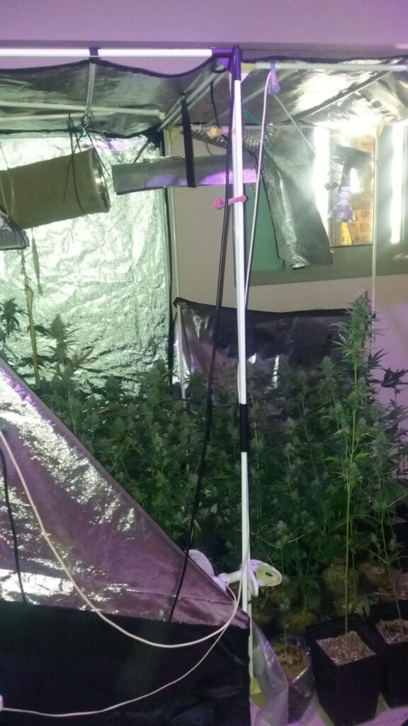 Σύλληψη για καλλιέργεια κάνναβης σε εργαστήριο στο Άργος