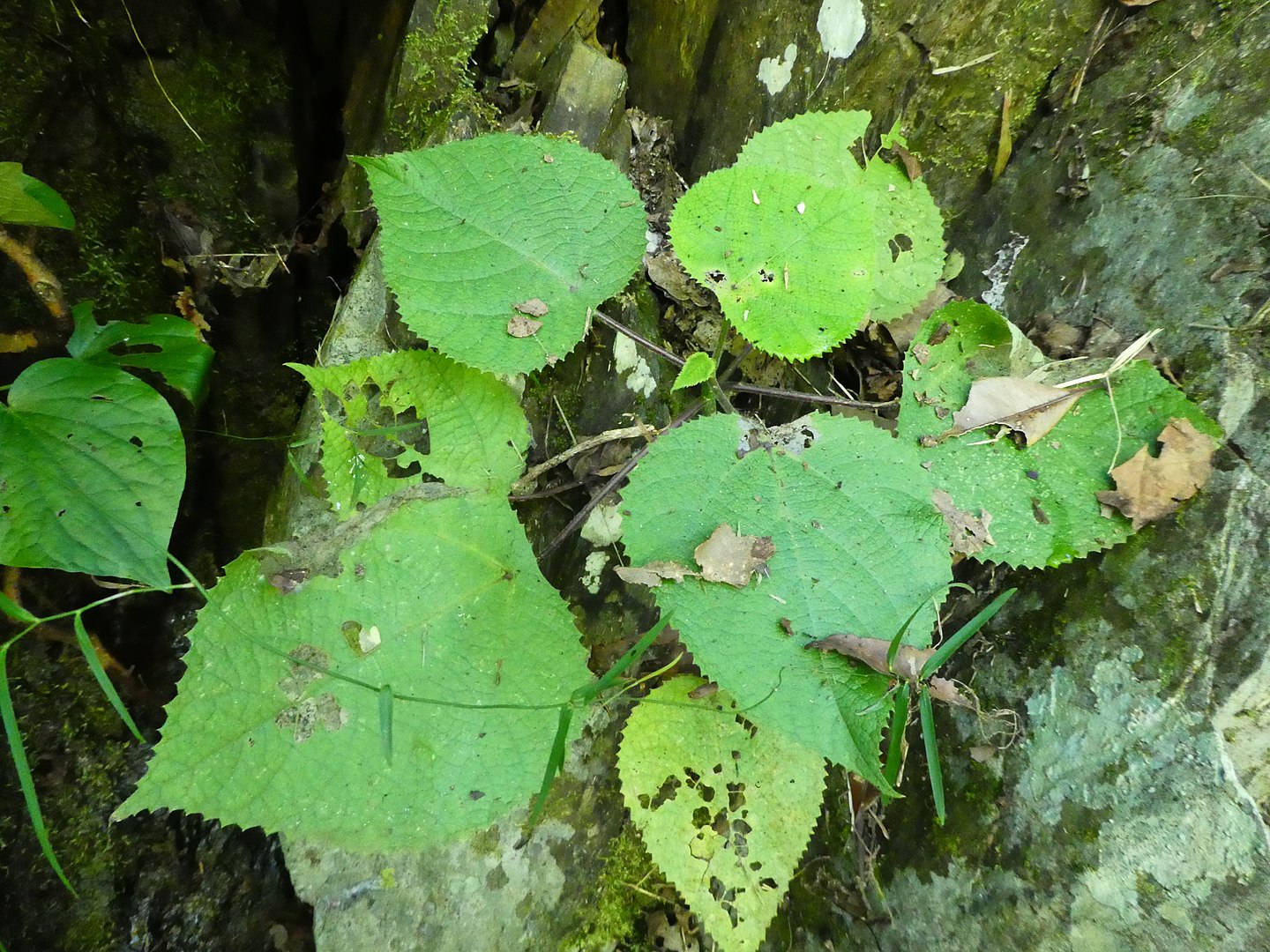 1440px-Dendrocnide_moroides_small_plant_SF21168