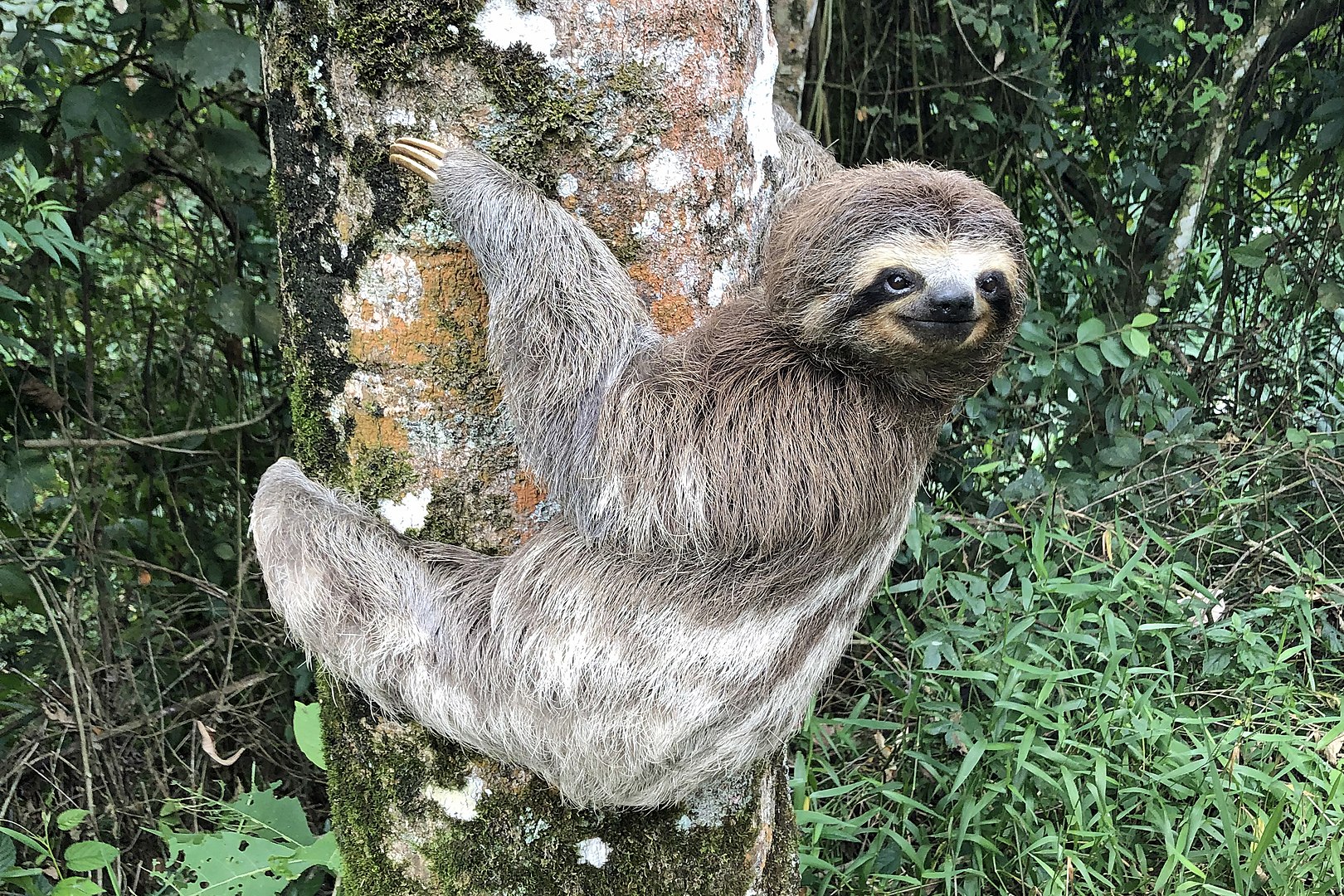 1620px-Bicho-preguiça_3
