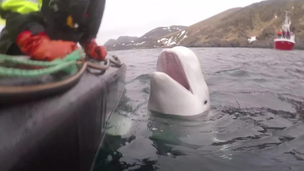 Οι αρχές της Νορβηγίας ζητούν από τους ανθρώπους να μην πλησιάζουν τη «φάλαινα-κατάσκοπο»