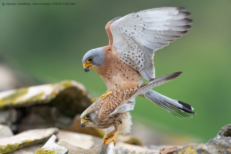 «Natura 2000 – Click στη φύση»: Οι βραβευμένες φωτογραφίες του 3ου πανελλήνιου διαγωνισμού