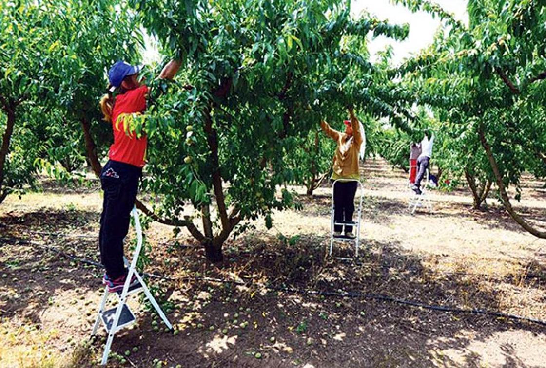 Έφτασαν οι πρώτοι εργάτες γης στην Ημαθία