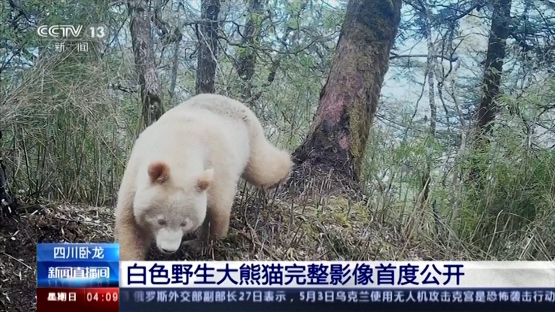Σπάνιο λευκό πάντα εντοπίστηκε από κάμερα στο Σιτσουάν της Κίνας (video)