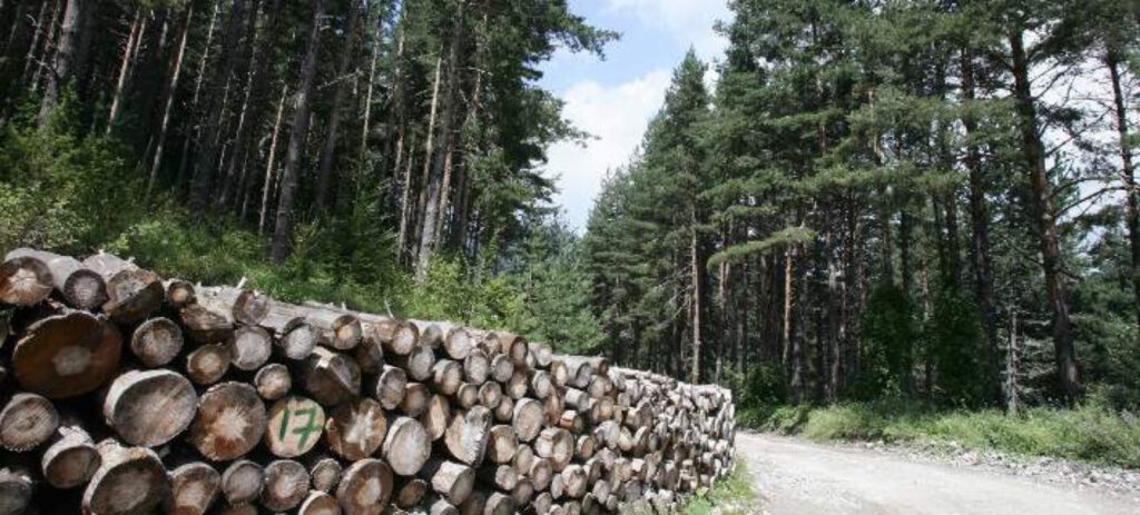 Η ΛΑΣ καταγγέλλει δημοτική αρχή Ζαγοράς για υλοτομία δάσους για εμπορία