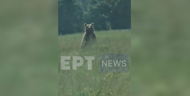 Αυξάνονται οι εμφανίσεις αρκούδων στο Βόιο Κοζάνης (video)