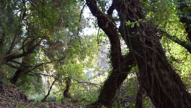 Καλαμάτα: «Ο Ευκλής» στη Νότια Μεσσηνία