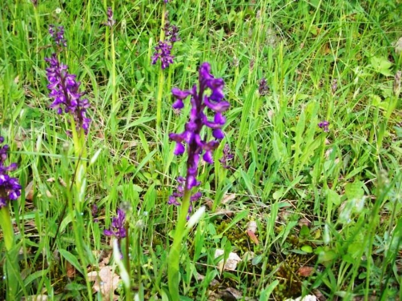 Orchis Mascula