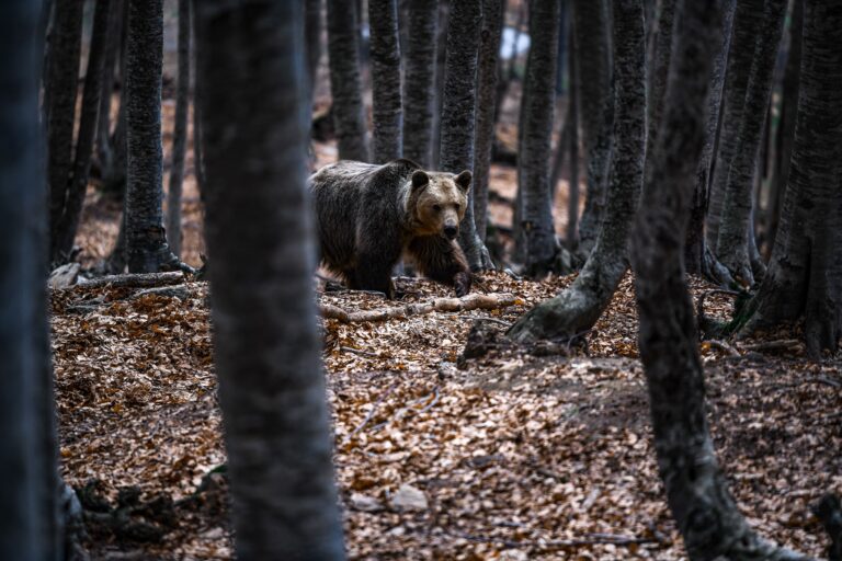 Σέρρες: Αρκούδα στο Δαφνούδι προκάλεσε ζημιές σε κυψέλες