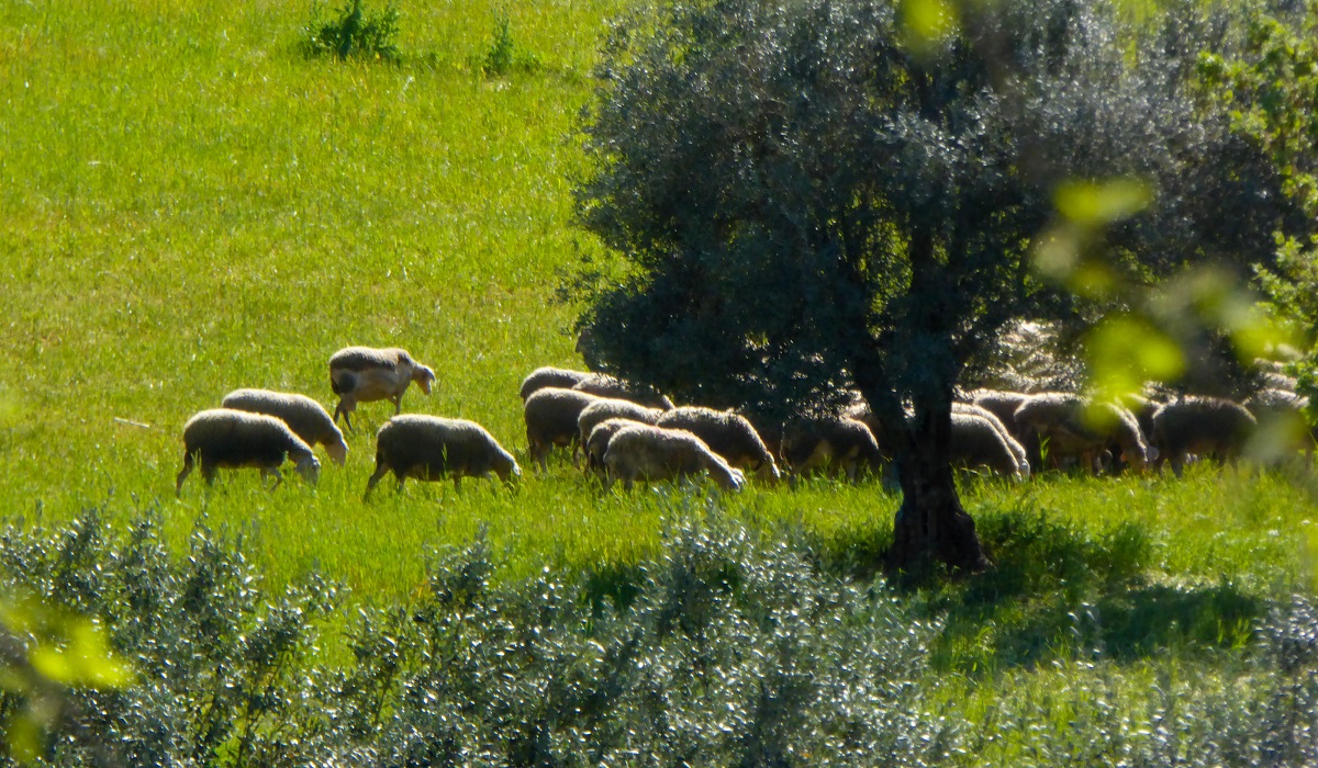 Σε ένα μήνα οι διαγωνισμοί για τα διαχειριστικά σχέδια βόσκησης σε πέντε περιφέρειες